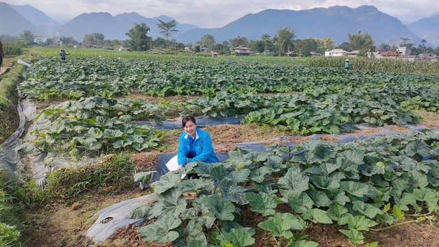 Two ethnic Vietnamese youth pioneer new paths for sustainable economic development