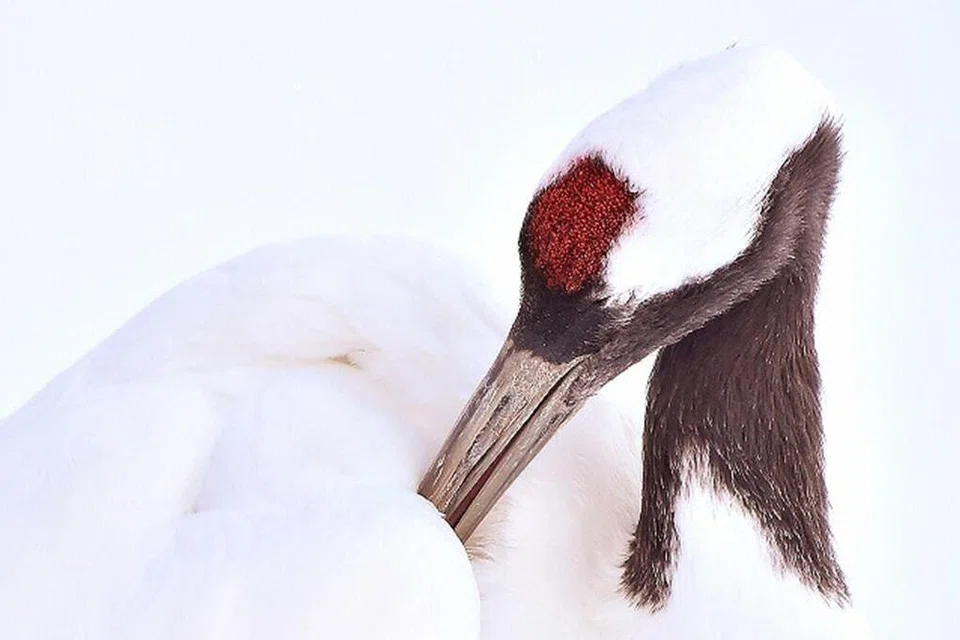 Wildlife welfare comes first, says Japanese award-winning photographer