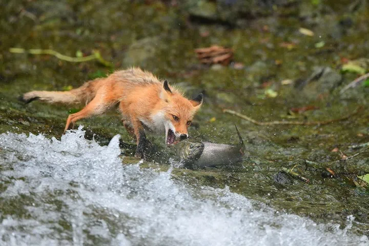 Wildlife welfare comes first, says Japanese award-winning photographer