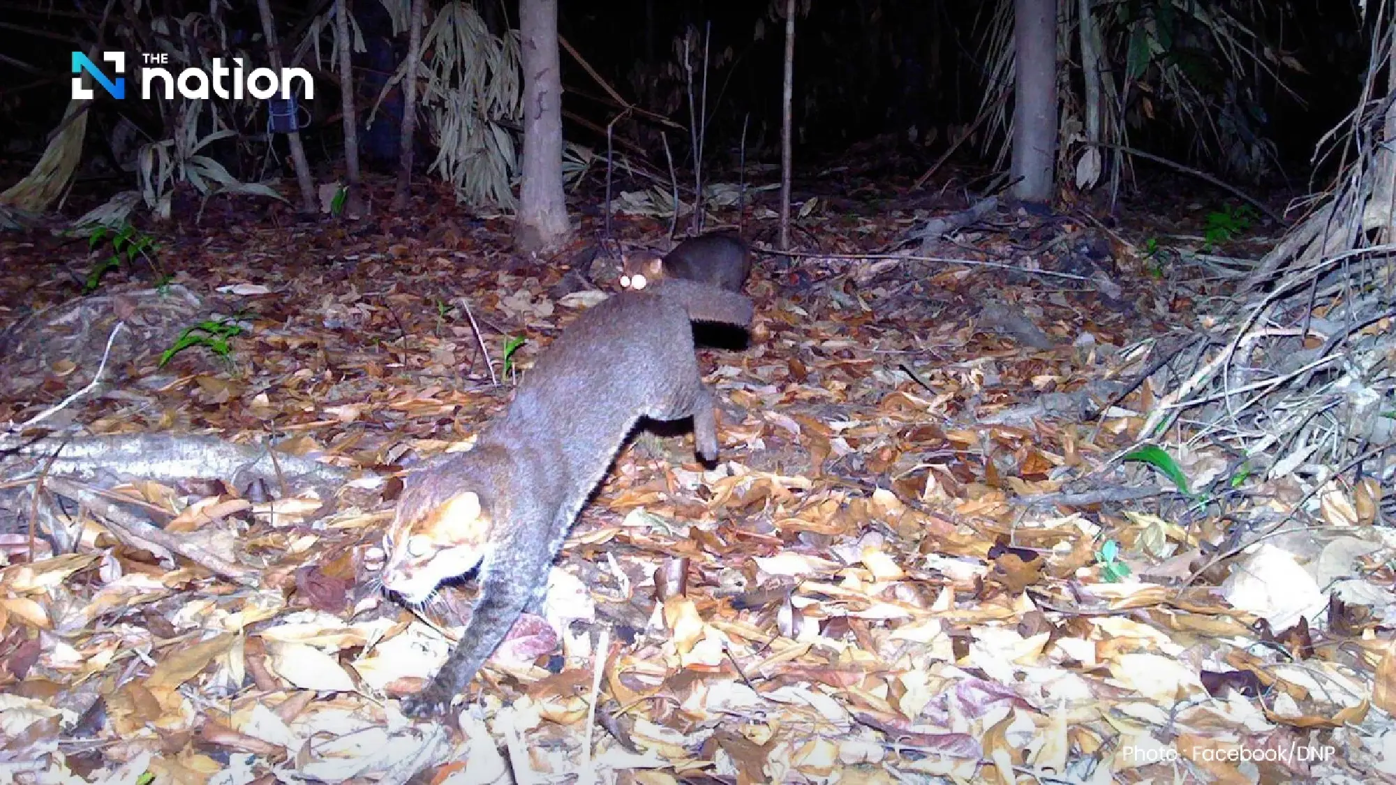 Elusive wild flat-headed cat rediscovered in Thailand