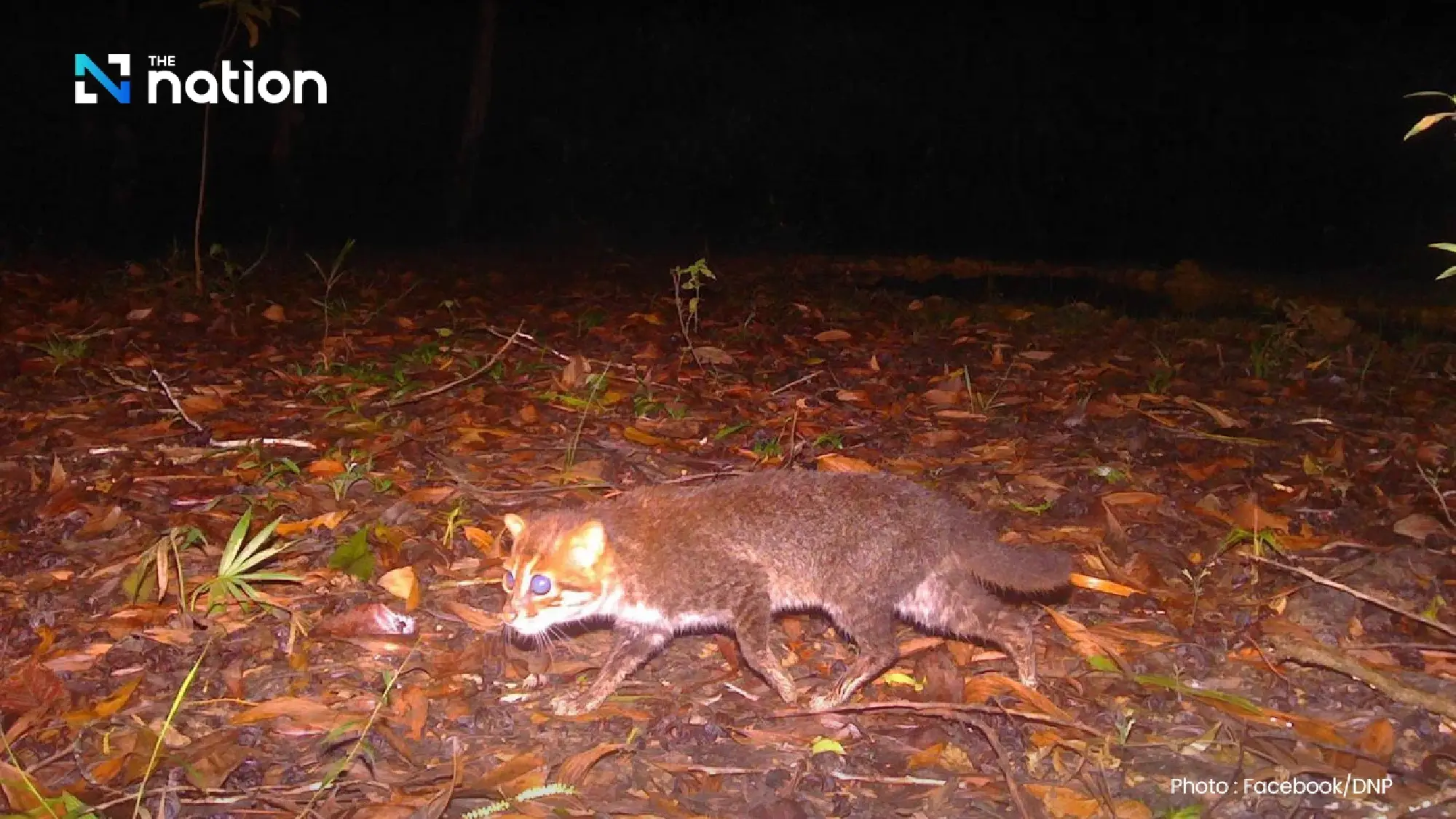 Elusive wild flat-headed cat rediscovered in Thailand