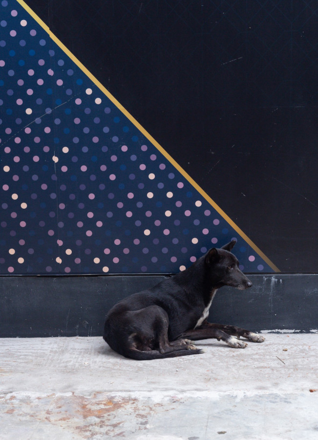 Do we care about animal cruelty? Bangladesh’s disturbing reality