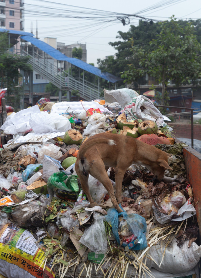 Do we care about animal cruelty? Bangladesh’s disturbing reality