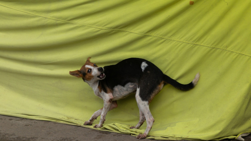 Do we care about animal cruelty? Bangladesh’s disturbing reality