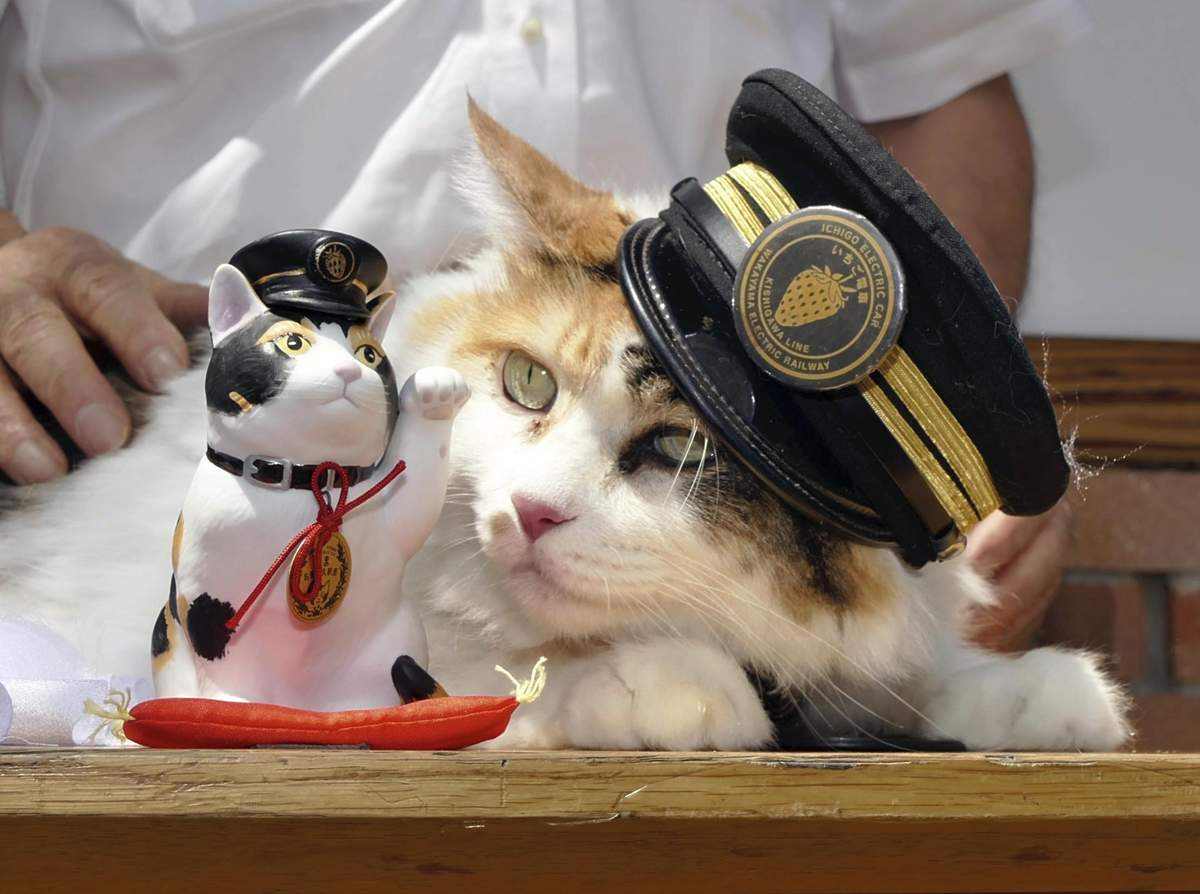 Funeral held in Japan for cat stationmaster Nitama, with 500 fans in attendance