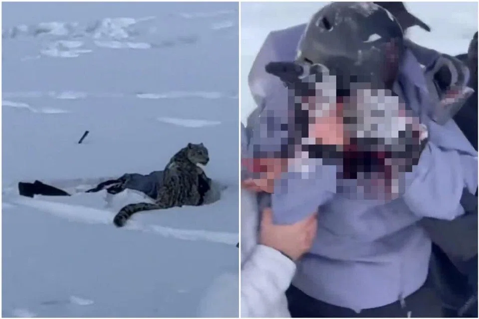 Tourist mauled by snow leopard at popular Xinjiang ski destination;  authorities step up patrols – Asia News Network