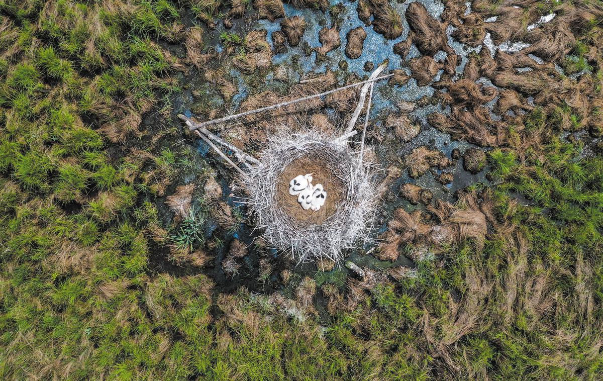 China’s restored wetlands welcome new flocks of migratory birds