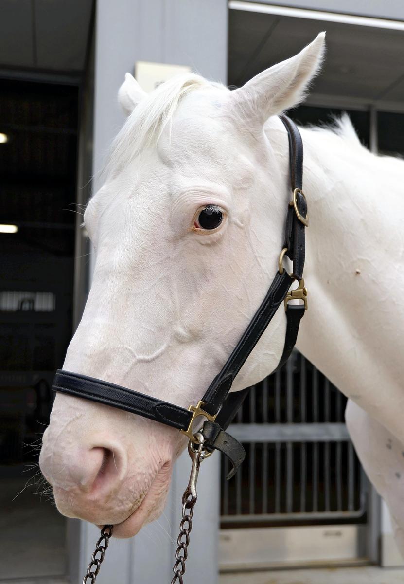 Japan’s Imperial family has long history with horses, former racehorses now on Imperial duties