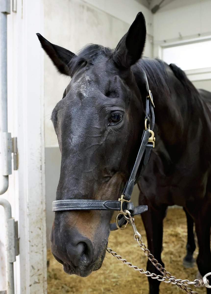 Japan’s Imperial family has long history with horses, former racehorses now on Imperial duties