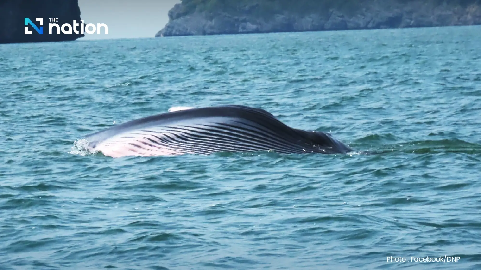 Majestic Bryde’s whales thrill tourists in Thailand’s Mu Ko Ang Thong National Park