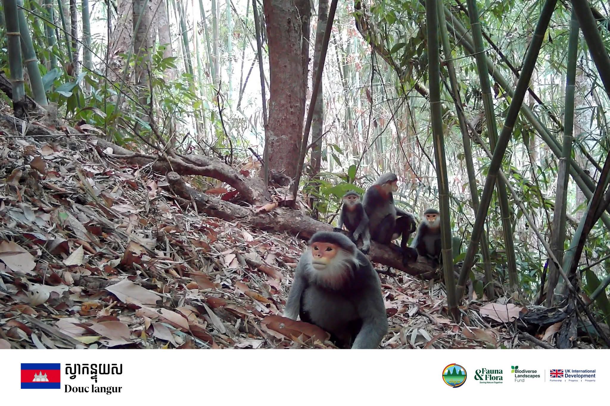 More than 40 endangered species identified in Cambodia’s Ratanakkiri national park