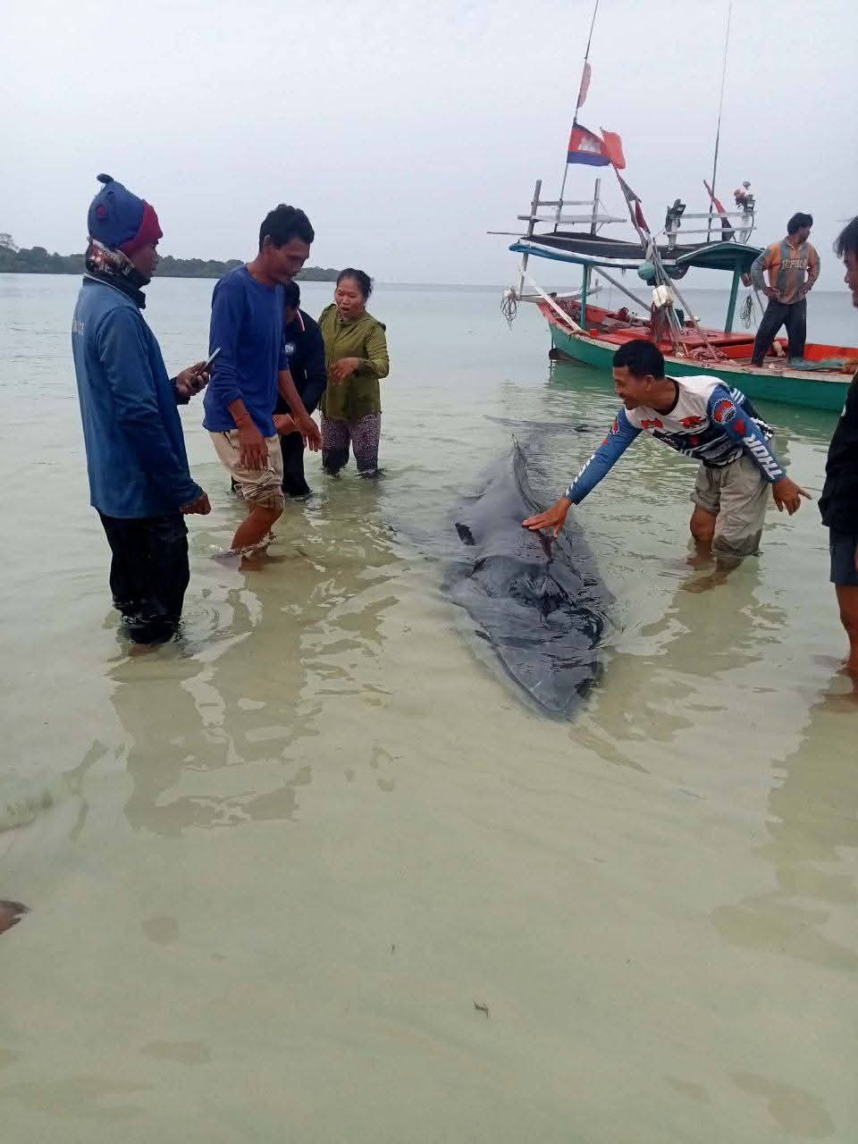 Whale of a time in Cambodia’s Preah Sihanouk as large guest drops in