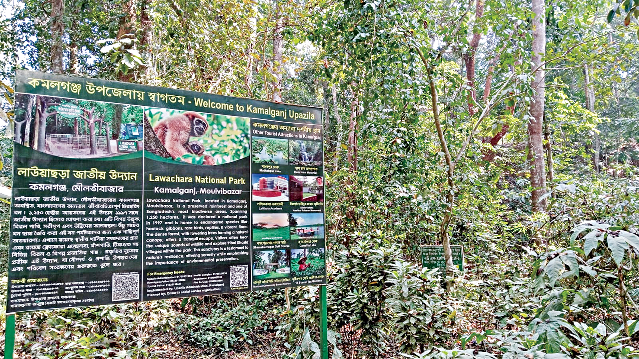Inside Bangladesh’s Lawachara: Beauty thrives amid mounting threats