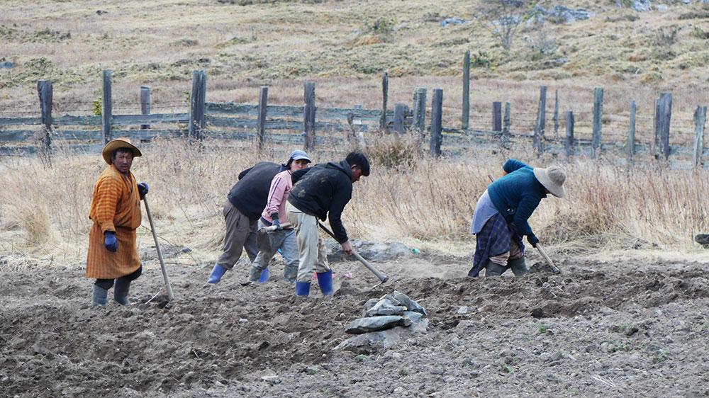 Bhutan’s agriculture ministry accelerates growth, productivity and farmer resilience in 2025