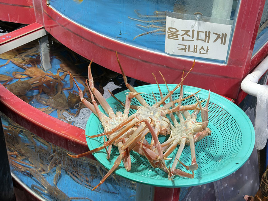 Following Korea’s crab season to Uljin along East Sea