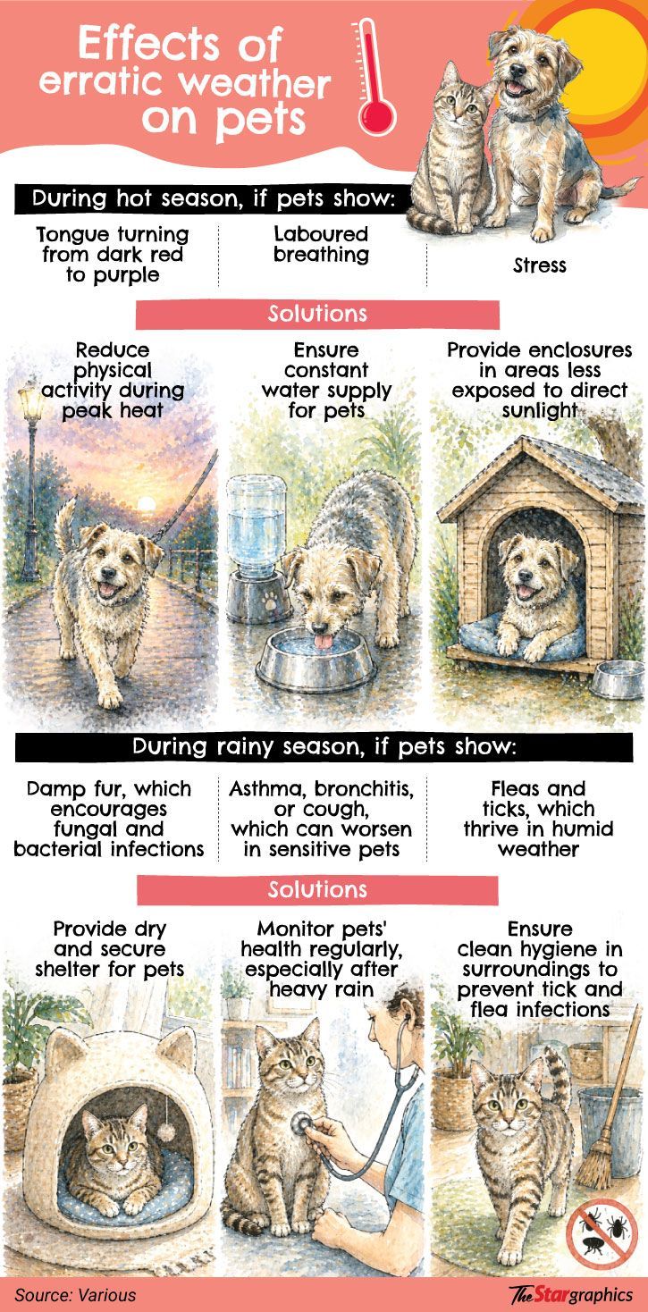 Climate burns hole in Malaysian pet owners’ wallets