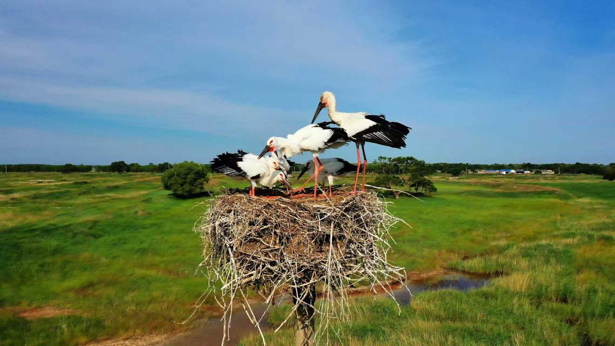 Ecological restoration of China’s Jilin spurs massive migratory bird wave