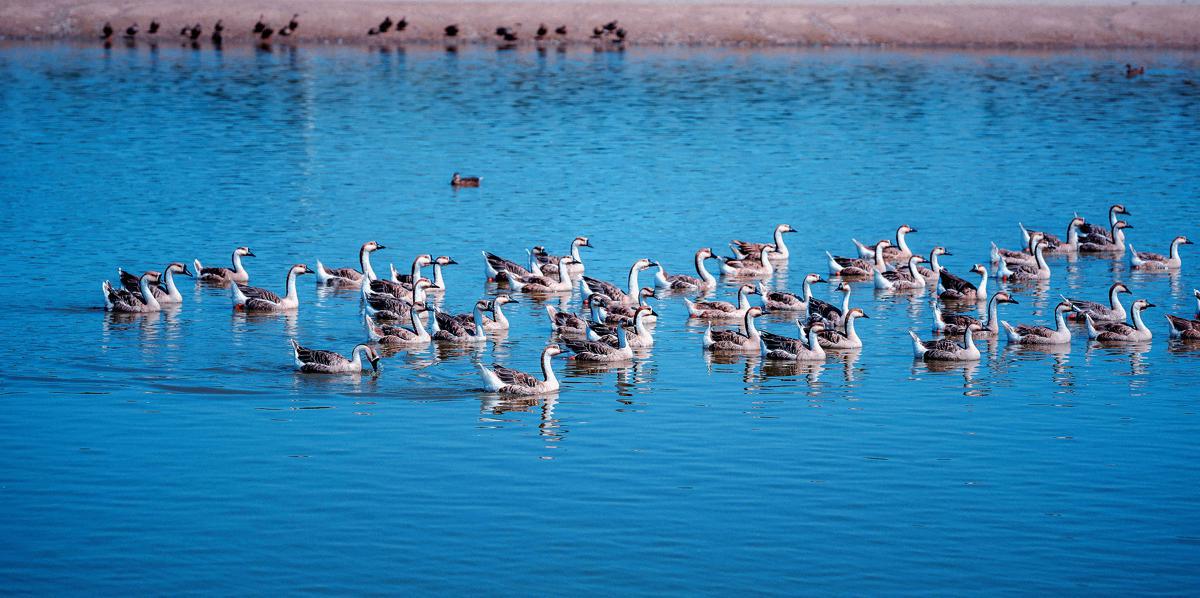 Ecological restoration of China’s Jilin spurs massive migratory bird wave