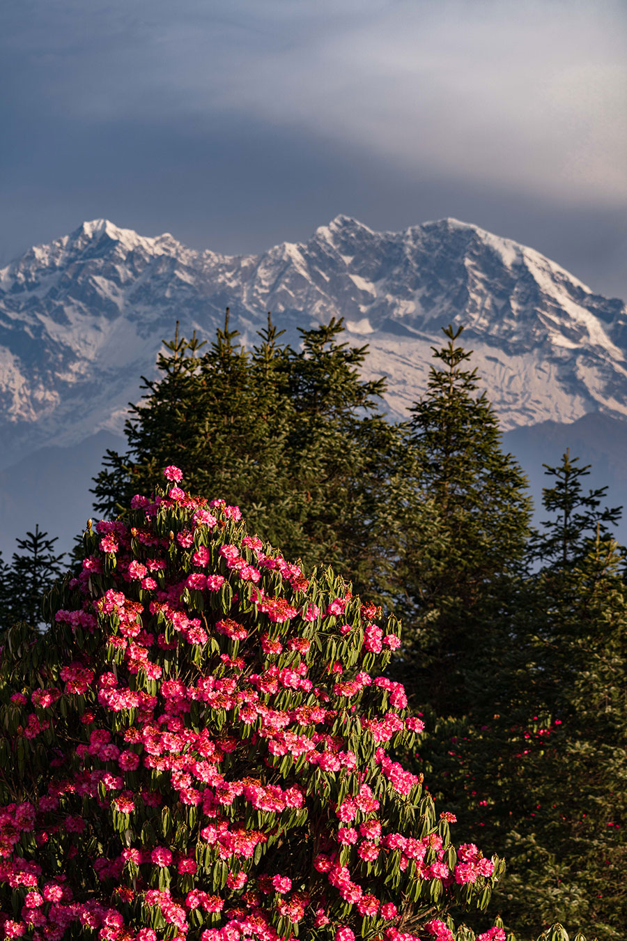 Where red forests bloom: Spring at Nepal’s Ghorepani and Poon Hill
