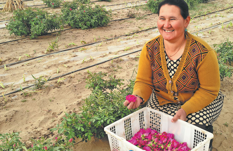 A farmer harvests roses at Wanhuayuan on April 19. PHOTO: CHINA DAILY