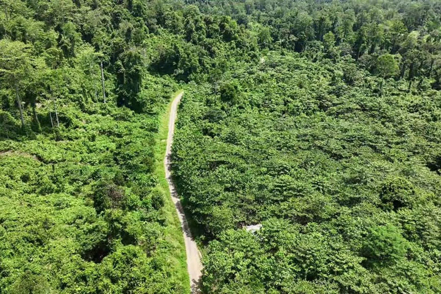 Seed by seed: Meet the women nursing the rainforests of Malaysia’s Sabah back to recovery