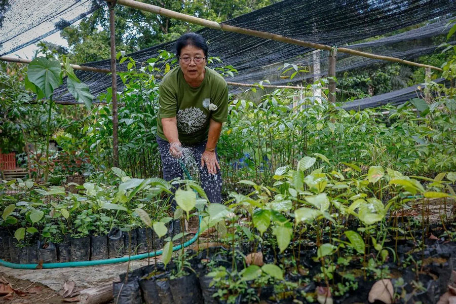 Seed by seed: Meet the women nursing the rainforests of Malaysia’s Sabah back to recovery