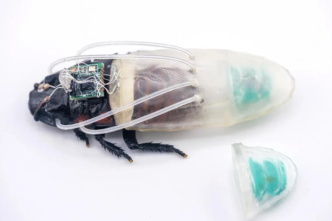 ‘Diving suits’ developed to assist Singapore’s cyborg cockroaches in ...