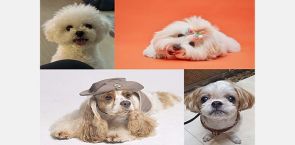 Behind the making and marketing of ‘trendy’ dog breeds in South Korea