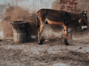Donkey business: What China wants with Pakistan’s beasts of burden