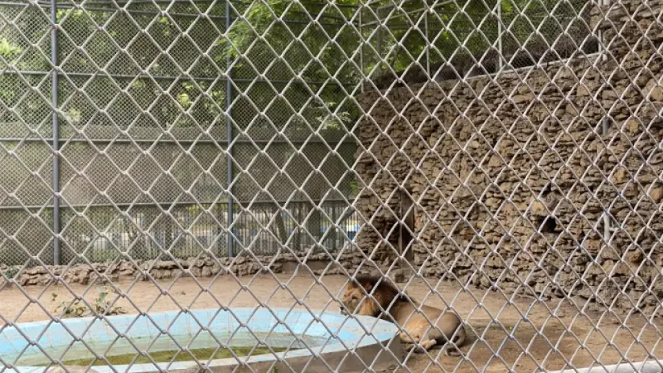 Karachi Zoo is proof that man is the cruelest animal - Asia News  NetworkAsia News Network