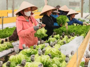 Vietnam among world’s most food-self-sufficient nations: study