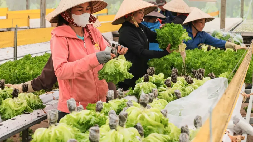 Vietnam among world’s most food-self-sufficient nations: study