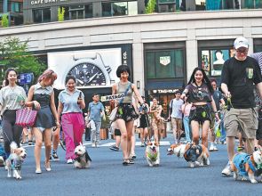 Dog weddings — how new industry in China laps up puppy love
