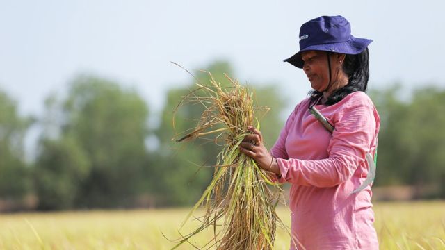 11_9_2024_cambodia_and_australia_launch_a_new_fragrant_rice_variety_champei_sar_70_at_dardi_by_hong_menea_7_.jpg