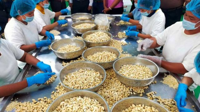 16_11_2023_Agricultural-workers-process-cashew-nuts-in-the-Keo-Seima-district-of-Mondulkiri-province.-USAID-morodok-baitang.jpg