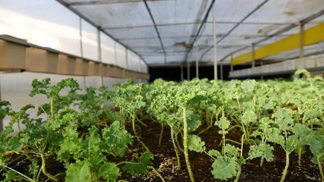 2023-02-07T130058Z844148896RC2B2Z9ONCCZRTRMADP3EMIRATES-AGRICULTURE-TECHNOLOGY_1.webp