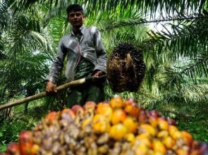 Indonesia, Malaysia seeks to soften EU palm oil stance