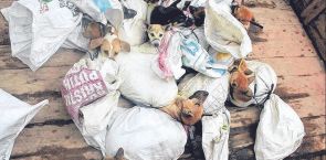 Jakarta bans cat, dog and bat meat to prevent rabies transmission