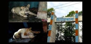 Is this the wildlife experience we want? Bangladesh’s Mirpur Zoo is failing its animals