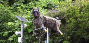 Convenience store in Japan’s Gunma hit by series of bear sightings ensures safety with wolf-shaped robot