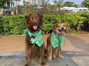 More than love: The real costs of owning a dog in Indonesia