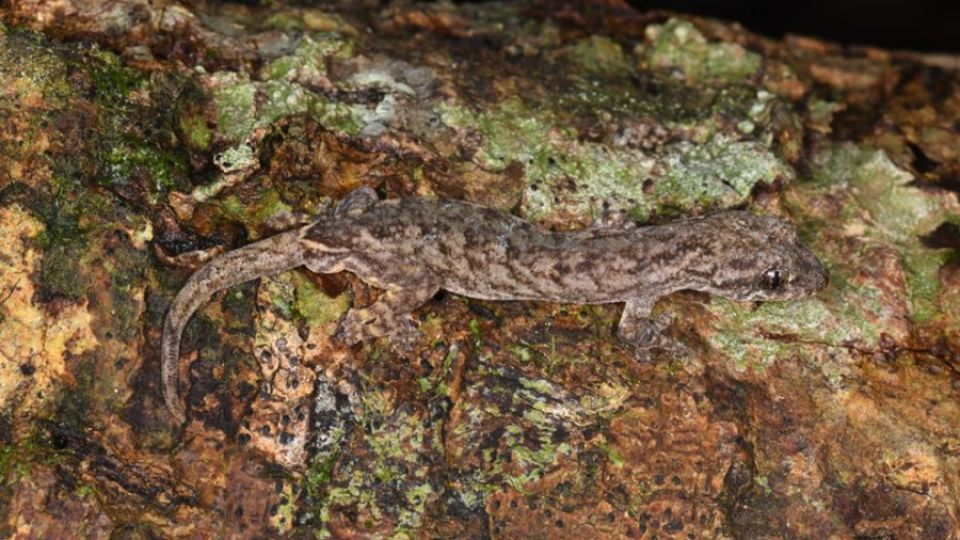 20_11_2024_discovery_of_hitherto_unknown_gecko_species_highlights_biodiversity1.jpg