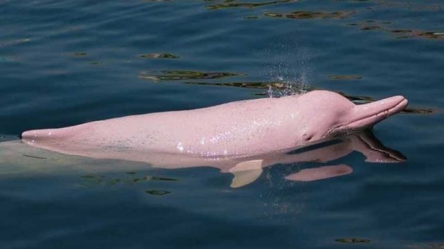 22_1_2024_a_graceful_pink_dolphin_swims_in_the_coastal_waters_off_the_kingdom_s_kampot_province_in_december_2023_kampot_agriculture_department.jpg