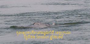 Joy as seventh critically endangered Mekong Dolphin calf of the year reported