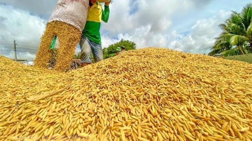 export duty on rice in india
