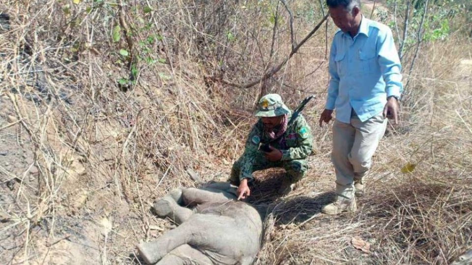28_1_2024_environmental_ranger_inspect_a_baby_elephant_which_was_killed_by_poachers_in_koh_nhek_district_mondulkiri_province_on_january_26_information_ministry-1.jpg