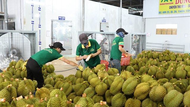 321037_4715388180997705_vna_potal_dak_lak_xuat_khau_chinh_ngach_chuyen_hang_sau_rieng_dau_tien_sang_trung_quoc_6337356.jpg