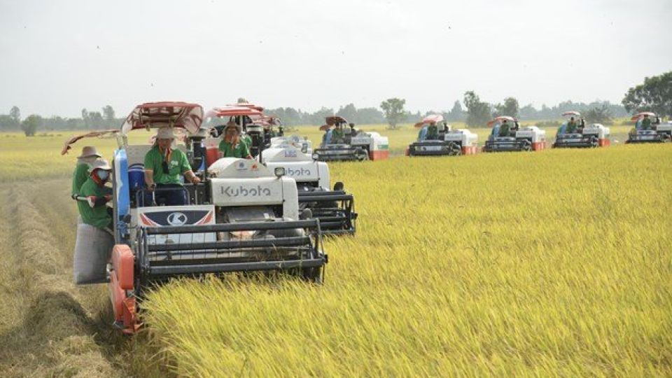 321874_4719151350274857_rice.jpg