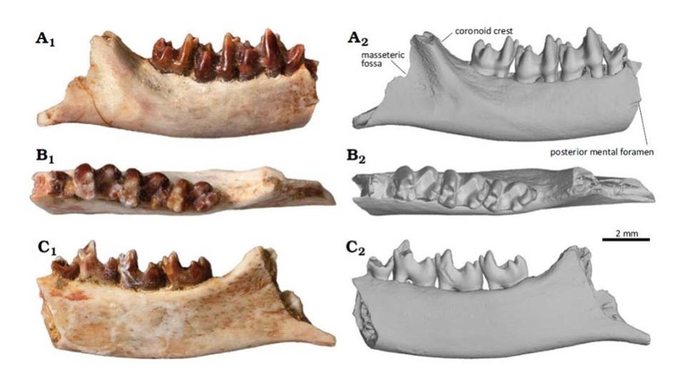 329412-07042025-1743985277-1425197937-Ravjaa_ishiii_dentary_all-1.jpeg
