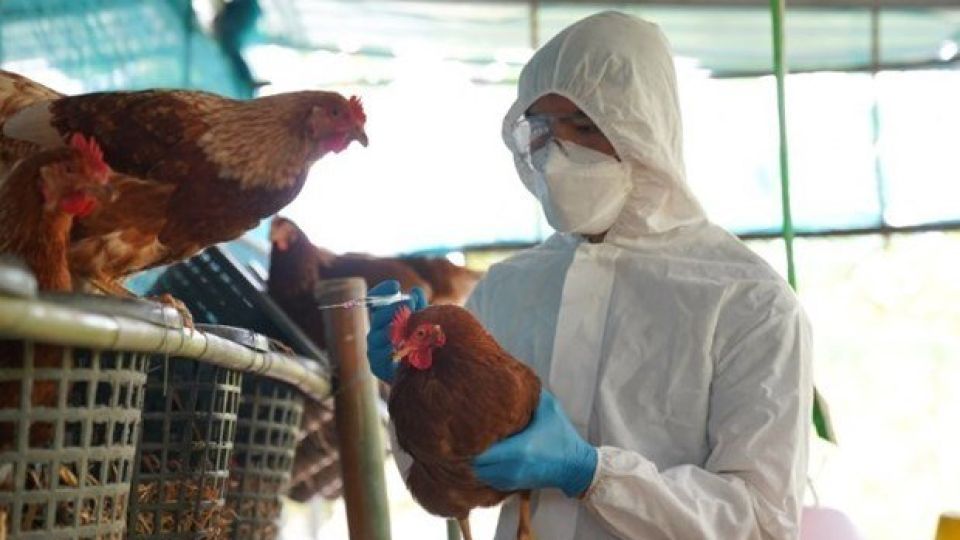 330423_lao_h5n1.jpg